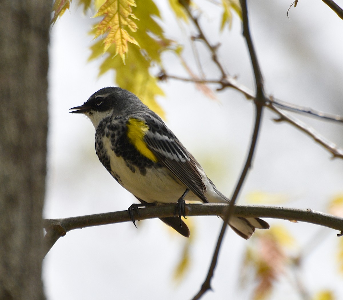 Yellow-rumped Warbler - ML619108307