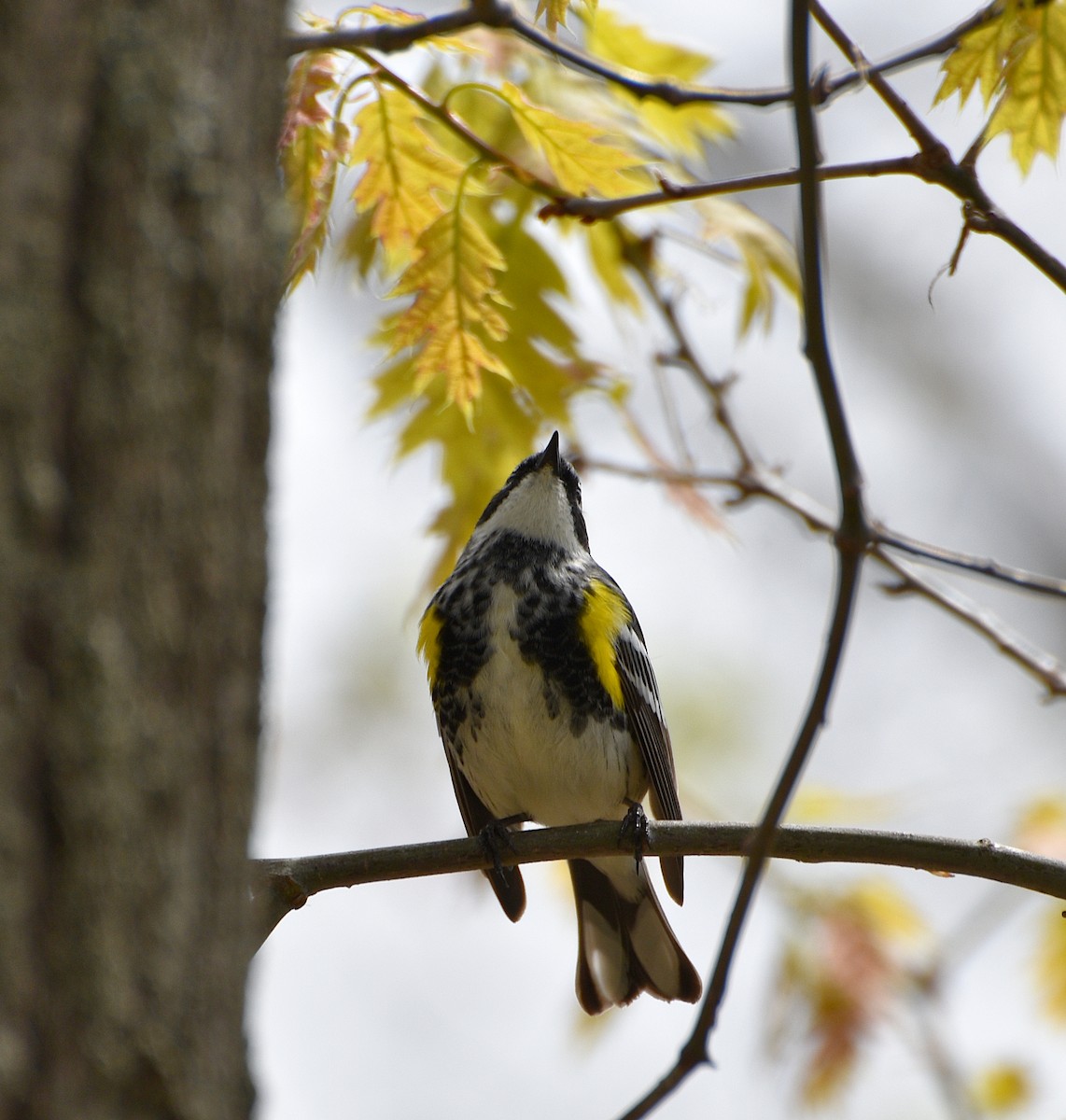 Yellow-rumped Warbler - Zachary Peters