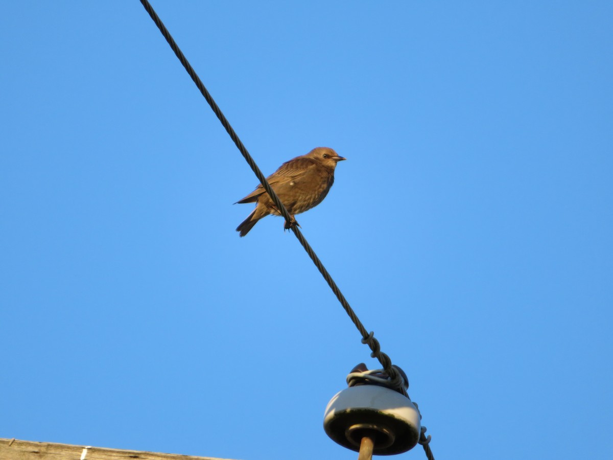 Brewer's Blackbird - ML619108316