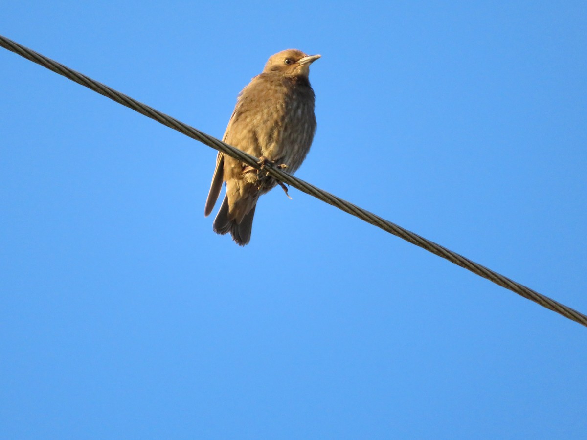 Brewer's Blackbird - ML619108319