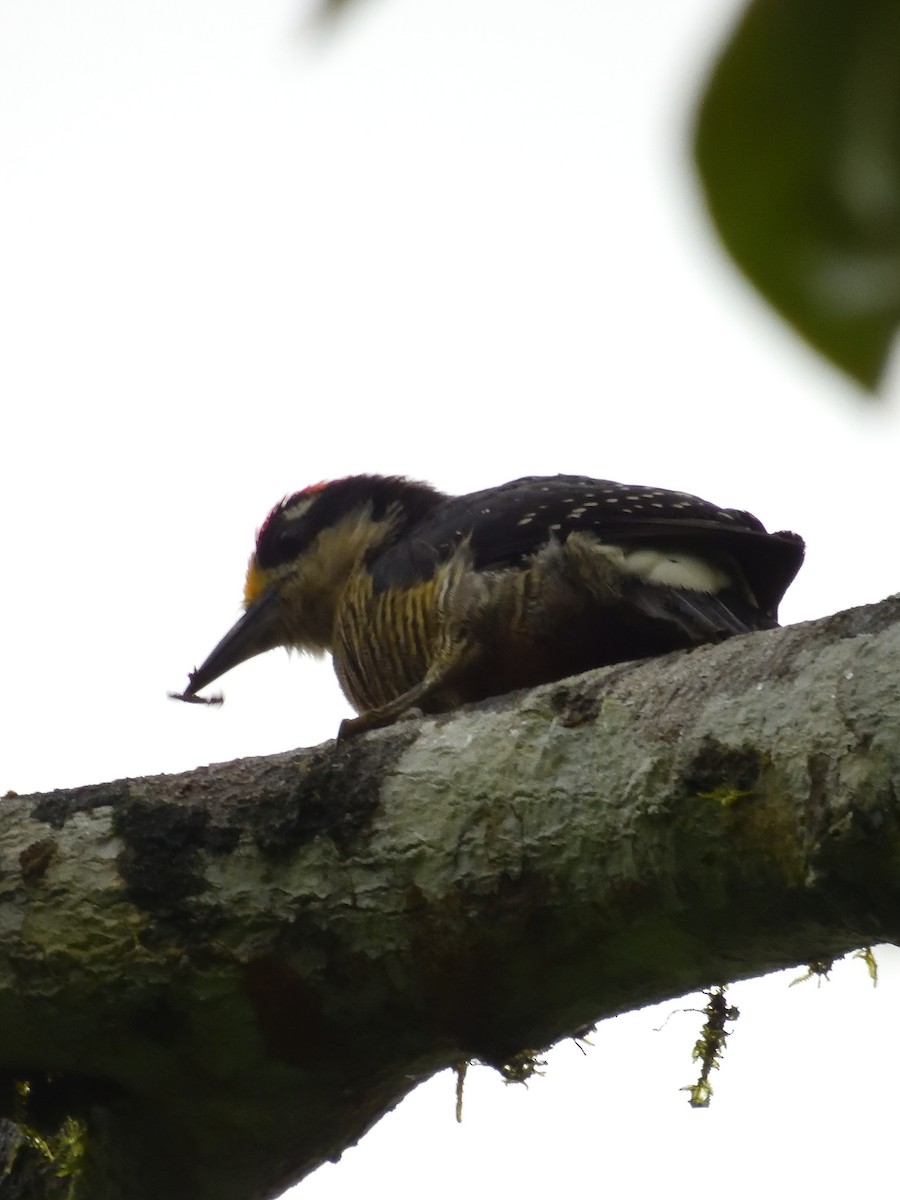 Black-cheeked Woodpecker - Sebastián Vizcarra