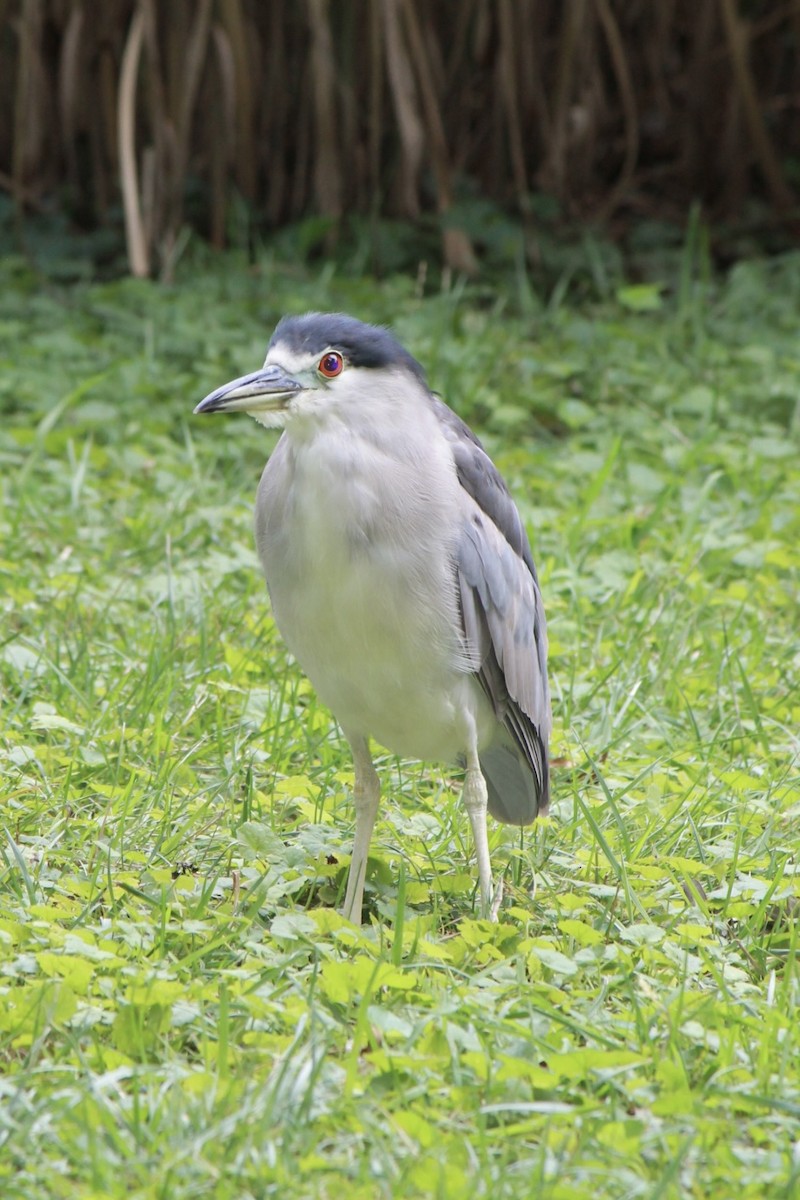 Black-crowned Night Heron - ML619108331