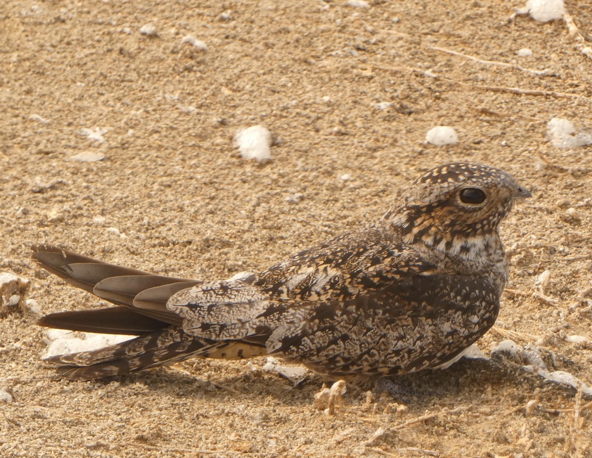 Antillean Nighthawk - John Pool