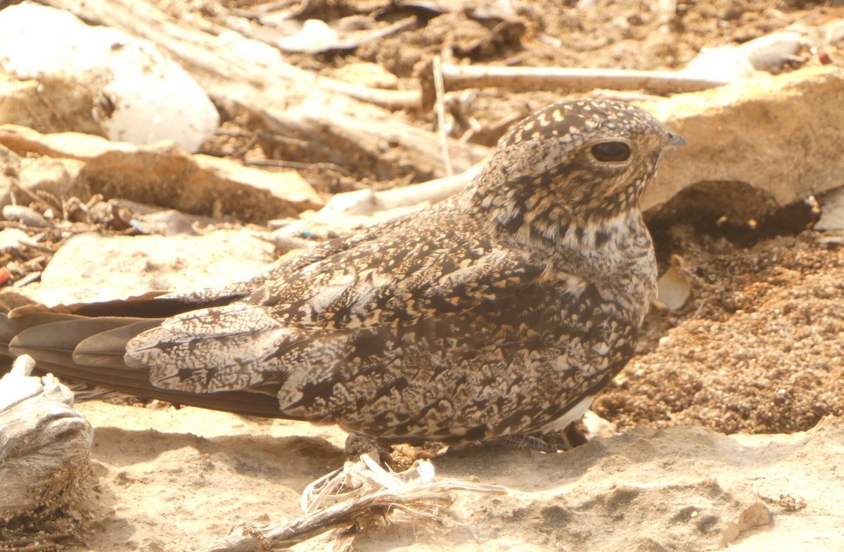 Antillean Nighthawk - John Pool