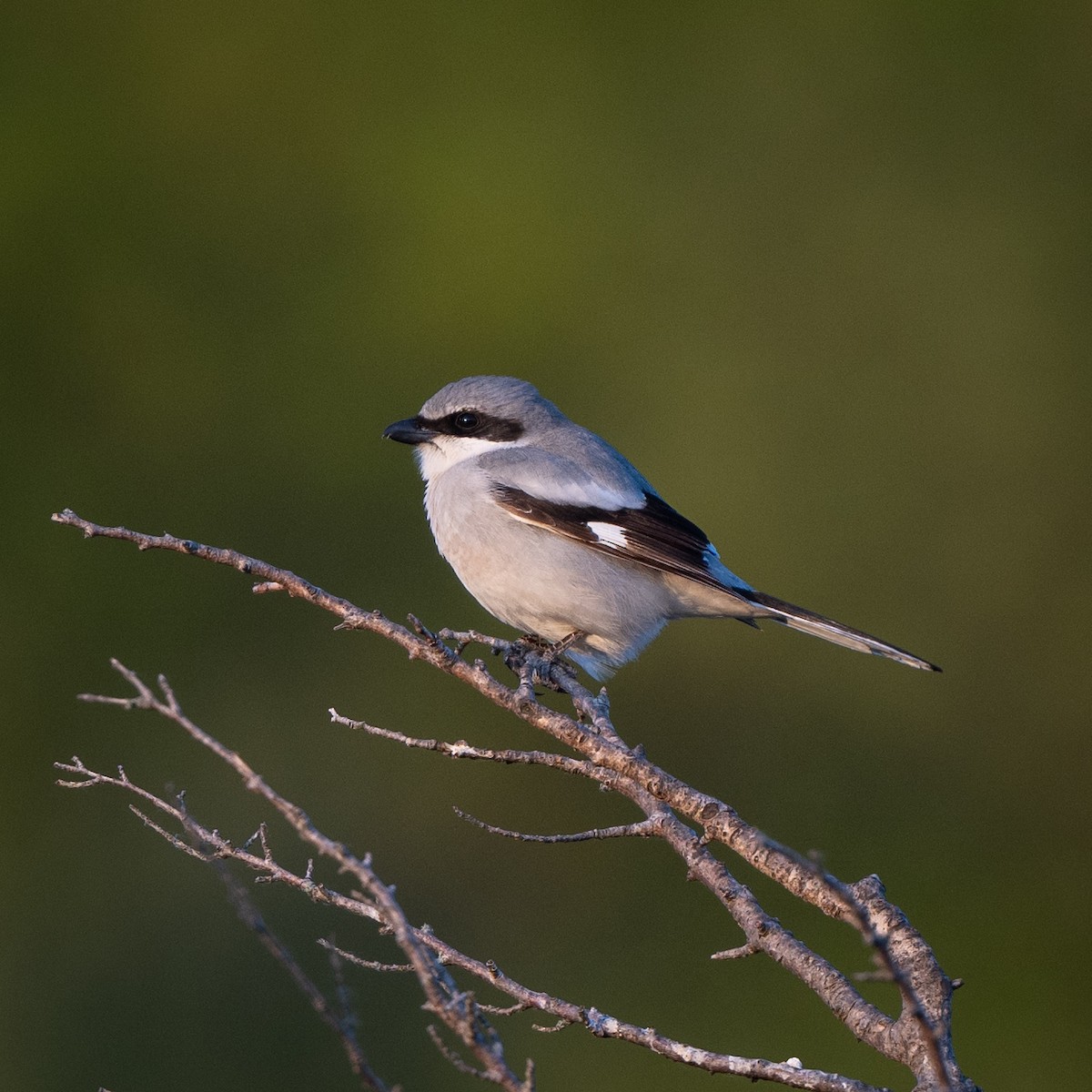 Loggerhead Shrike - ML619108344