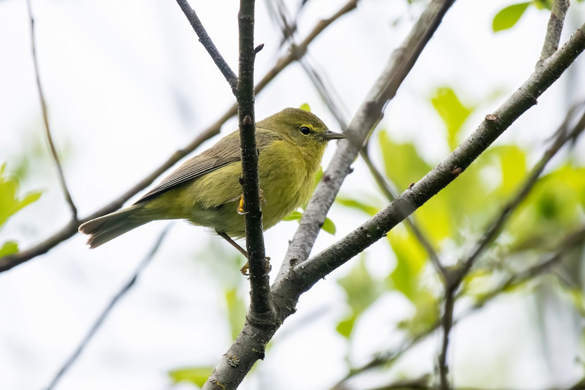 Orange-crowned Warbler - Dominic More O’Ferrall