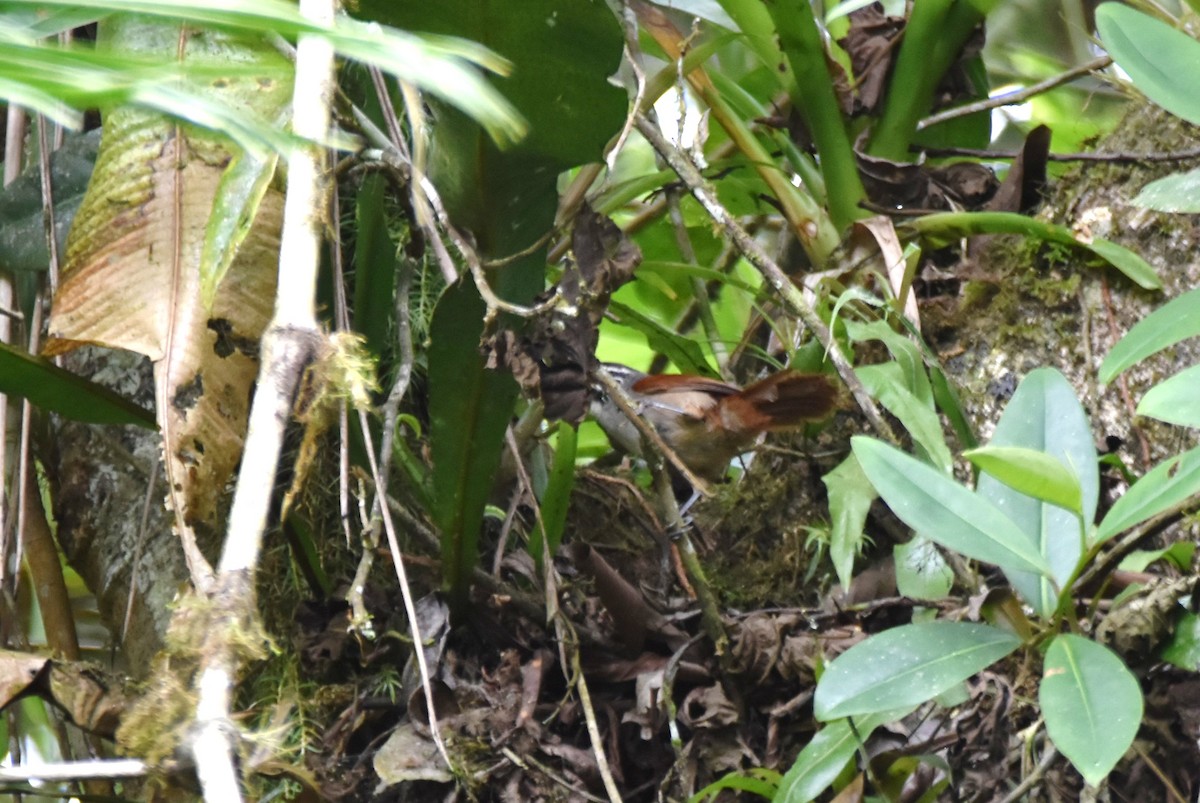 Whiskered Wren - ML619108361