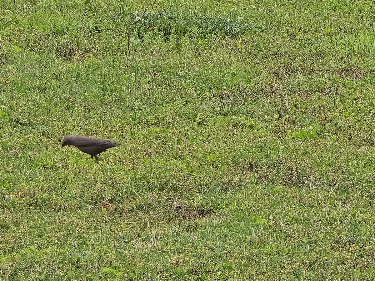 Brown-headed Cowbird - ML619108365