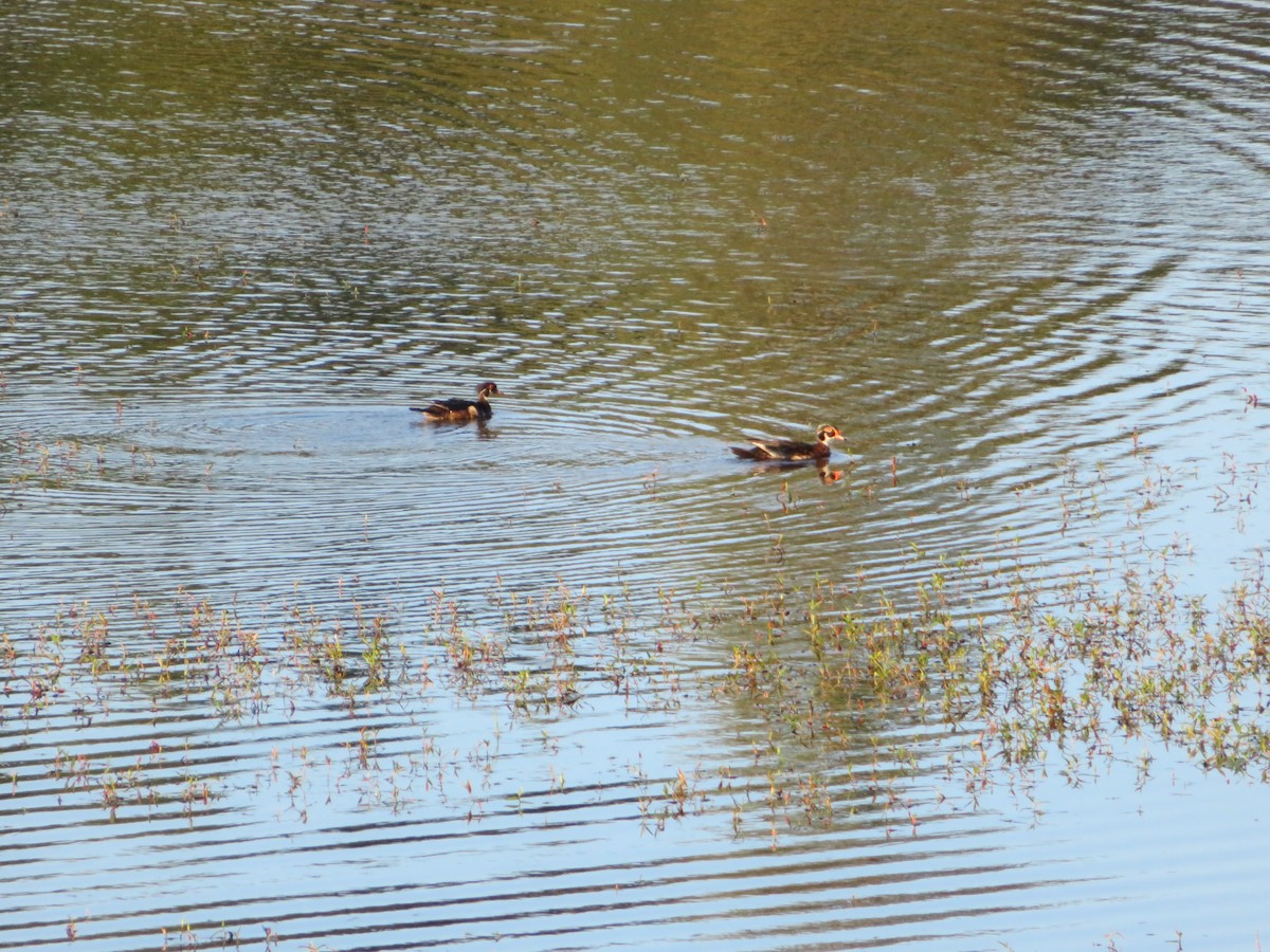 Wood Duck - ML619108366