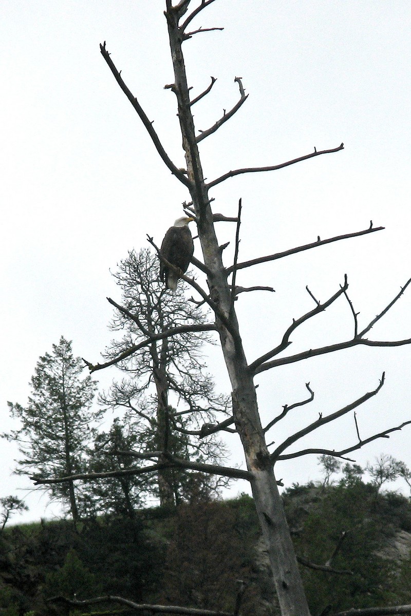 Bald Eagle - ML619108376