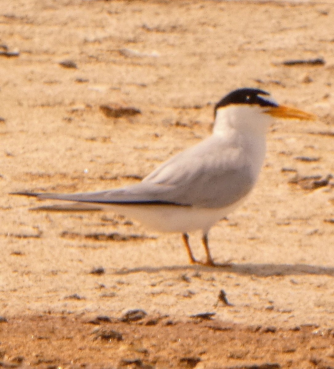 Least Tern - John Pool