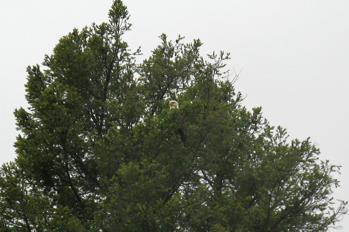 Bald Eagle - ML619108382