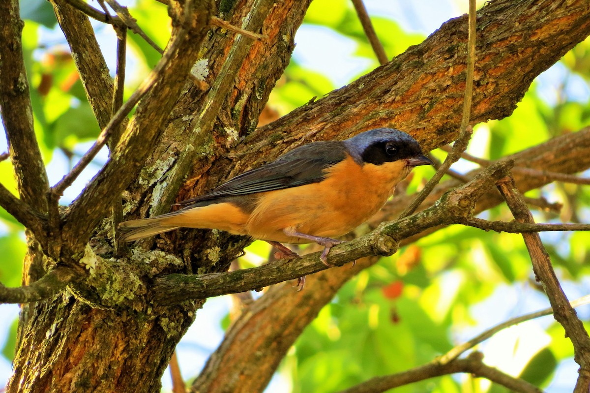 Fawn-breasted Tanager - André Tostes Tostes