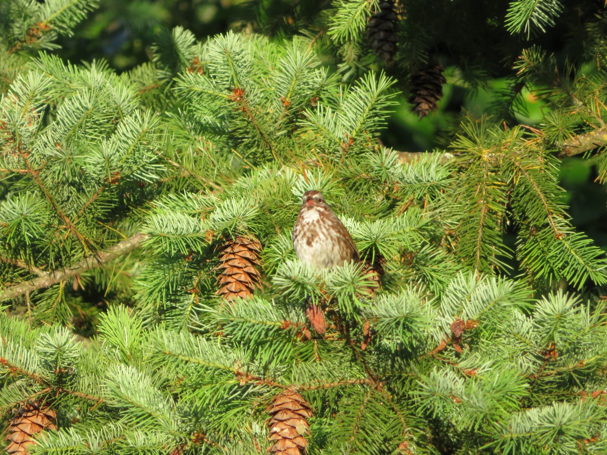 Song Sparrow - ML619108395