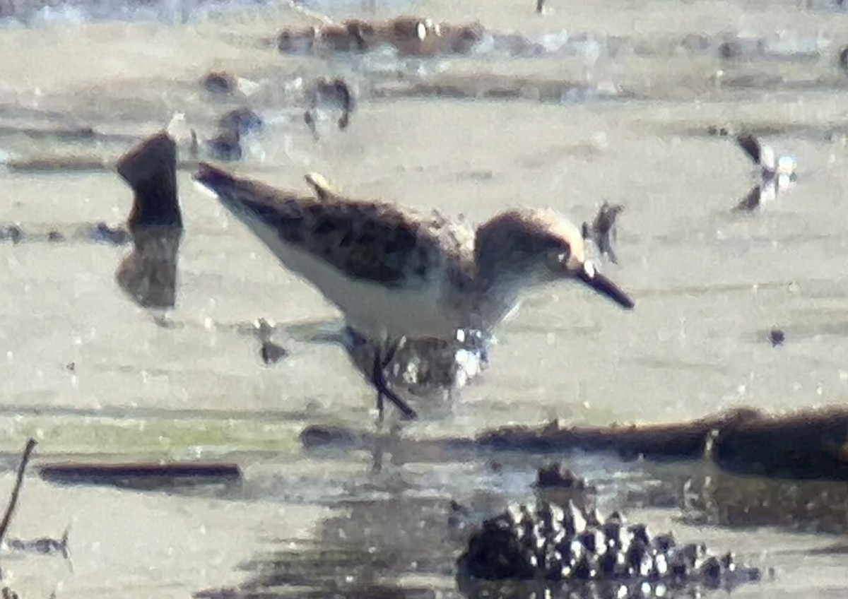 Semipalmated Sandpiper - ML619108402