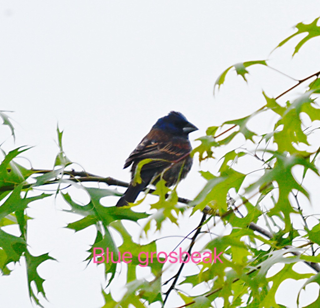 Blue Grosbeak - Frank Wang