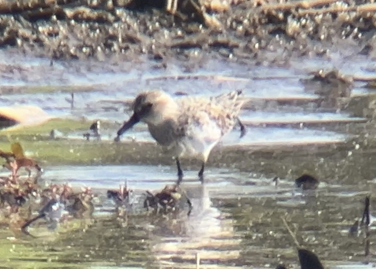 Semipalmated Sandpiper - ML619108416