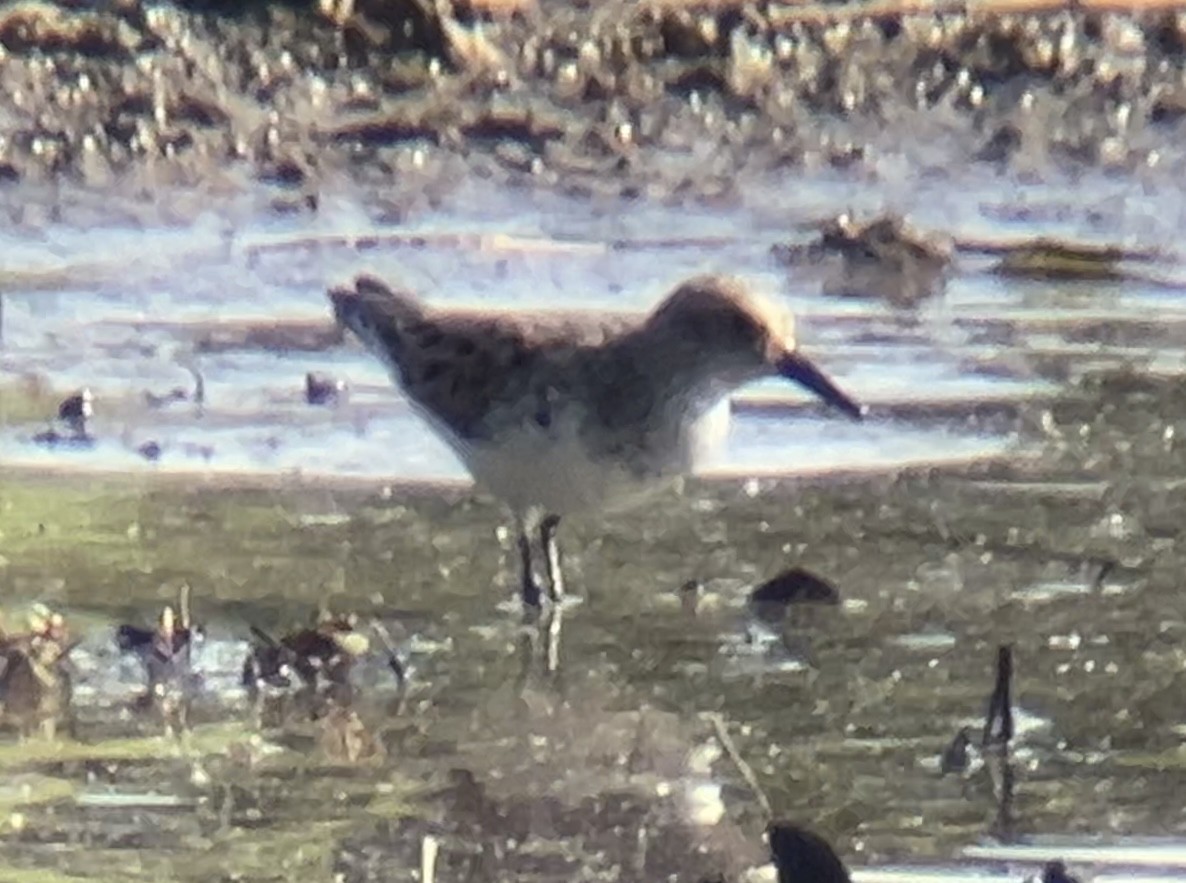 Semipalmated Sandpiper - ML619108418