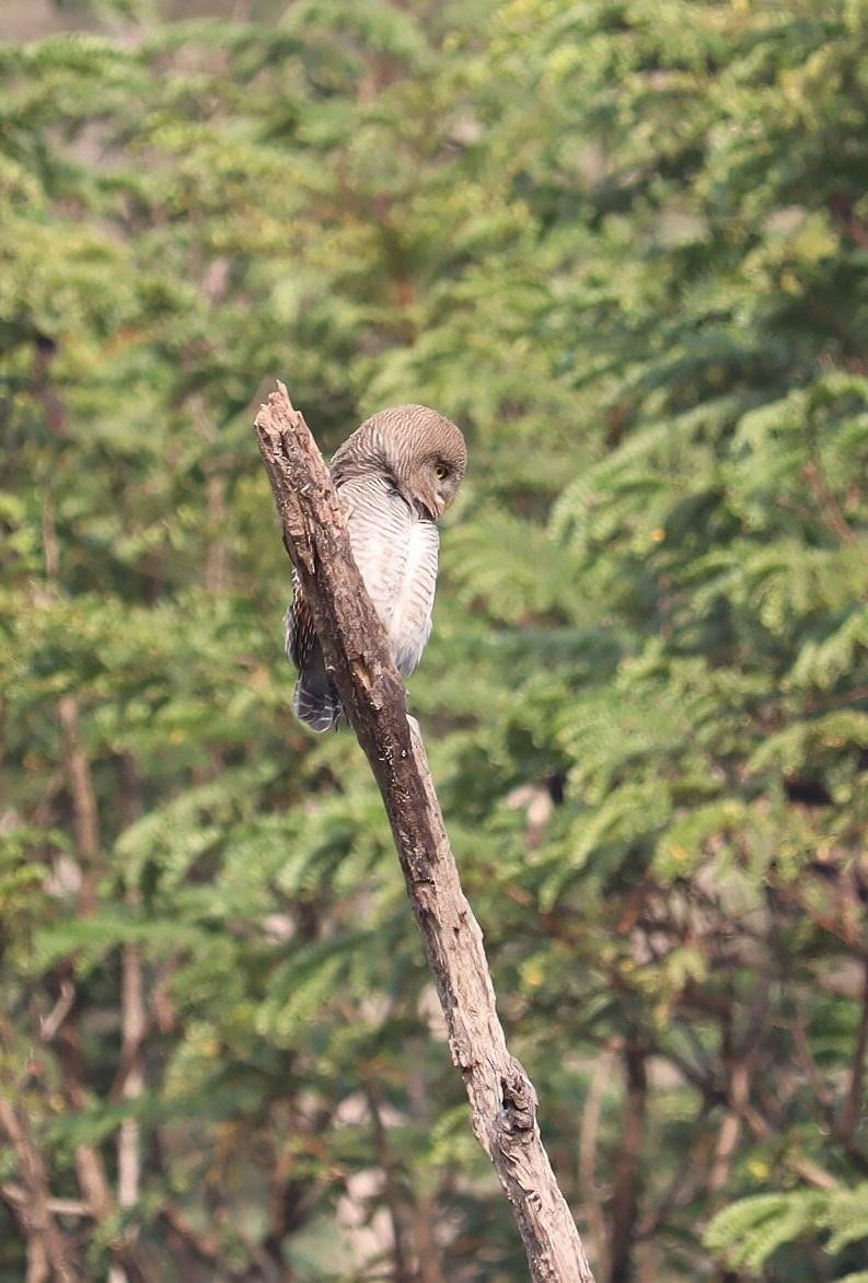 Jungle Owlet - Pete Shen