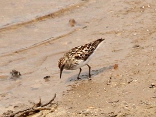 Least Sandpiper - Tim Carney