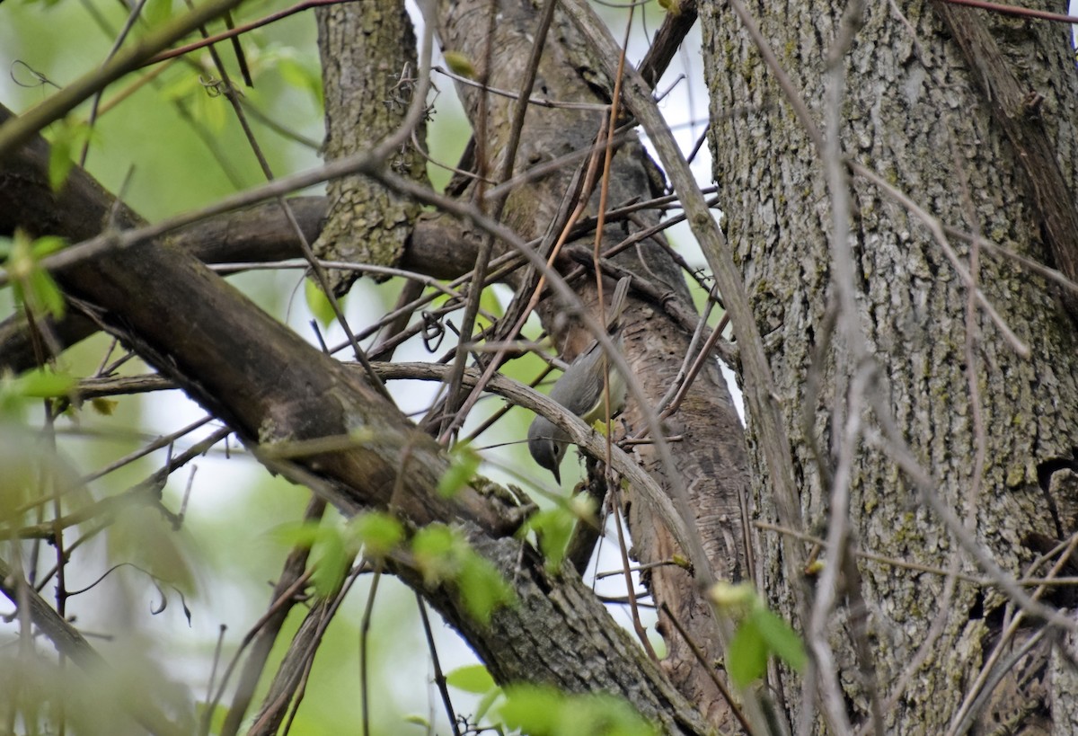 Tennessee Warbler - Robert Allie