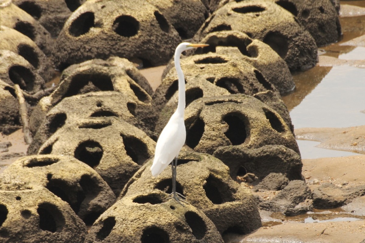 Great Egret - Tim Carney