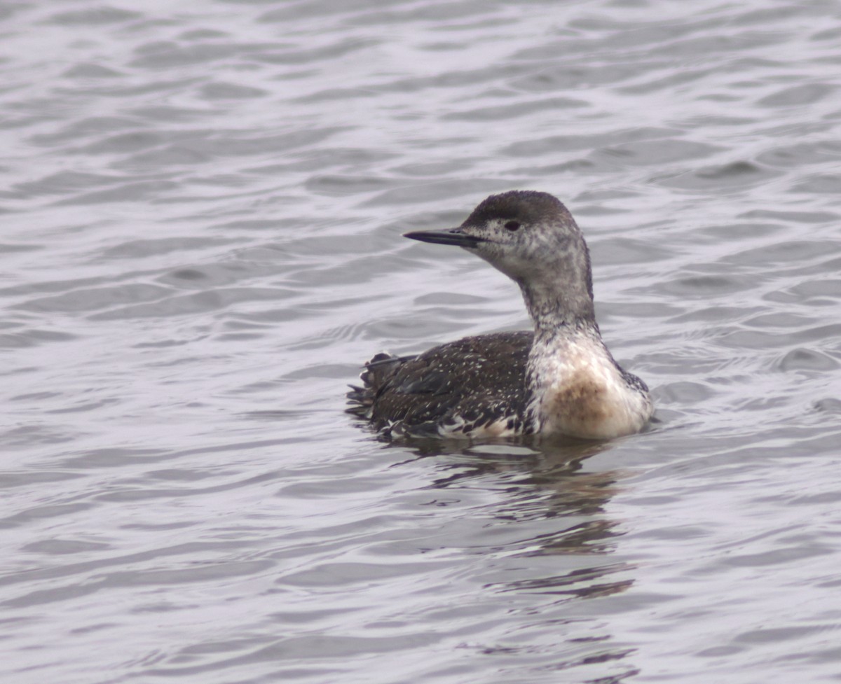 Red-throated Loon - ML619108447