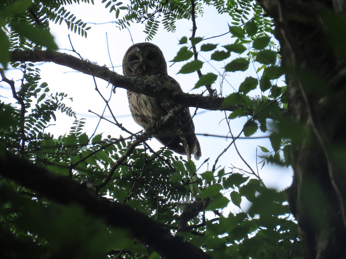 Barred Owl - ML619108456