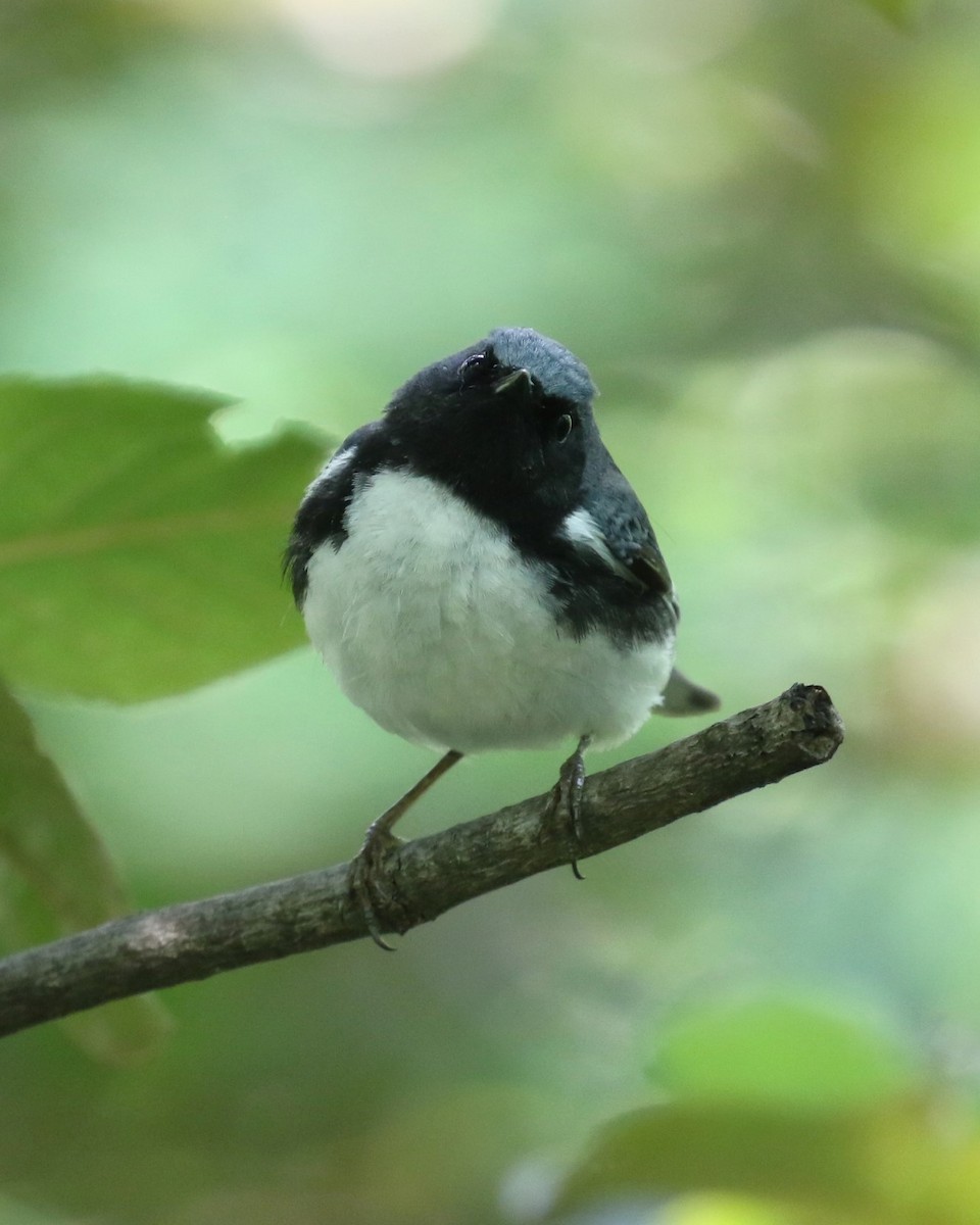 Black-throated Blue Warbler - David Rupp