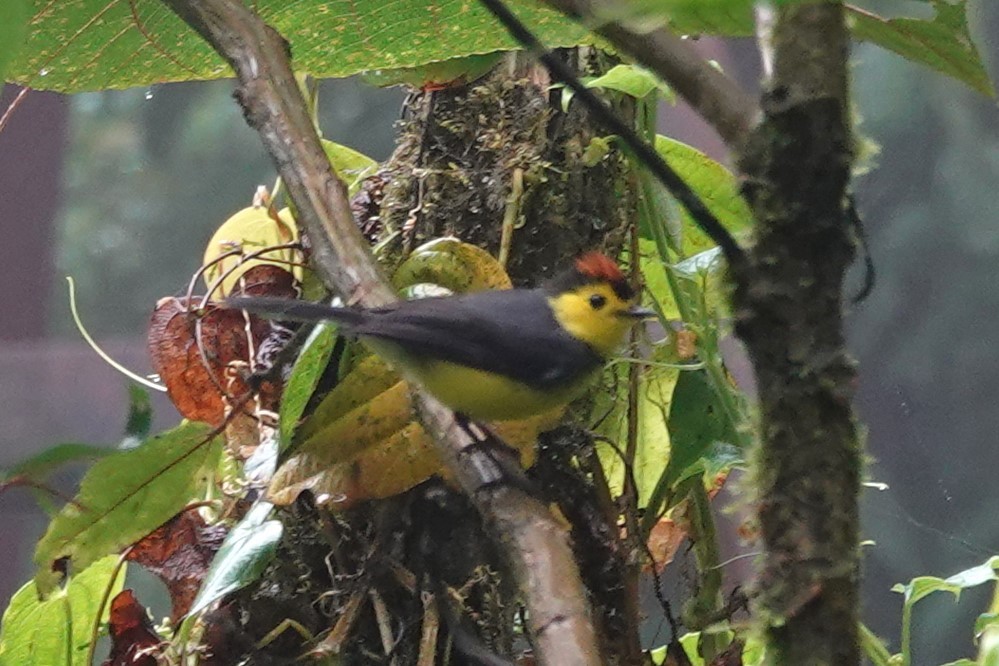 Collared Redstart - Daniel Ouellette