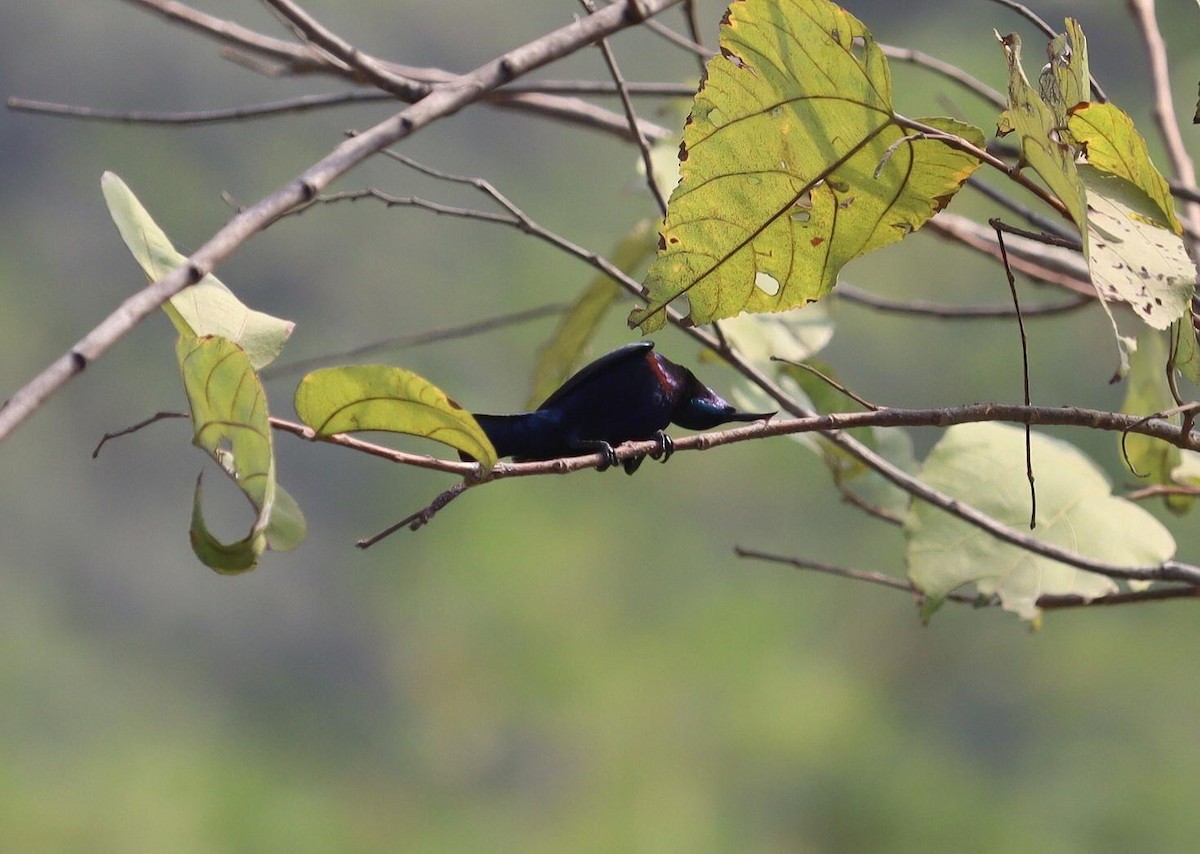 Purple Sunbird - Pete Shen