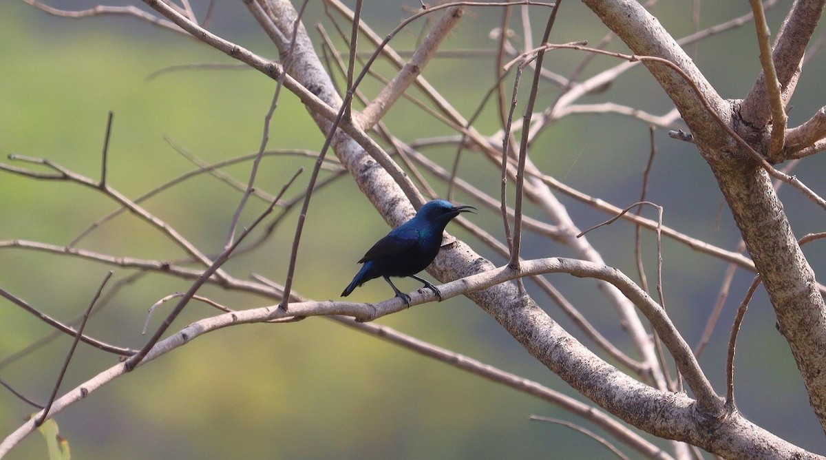 Purple Sunbird - Pete Shen