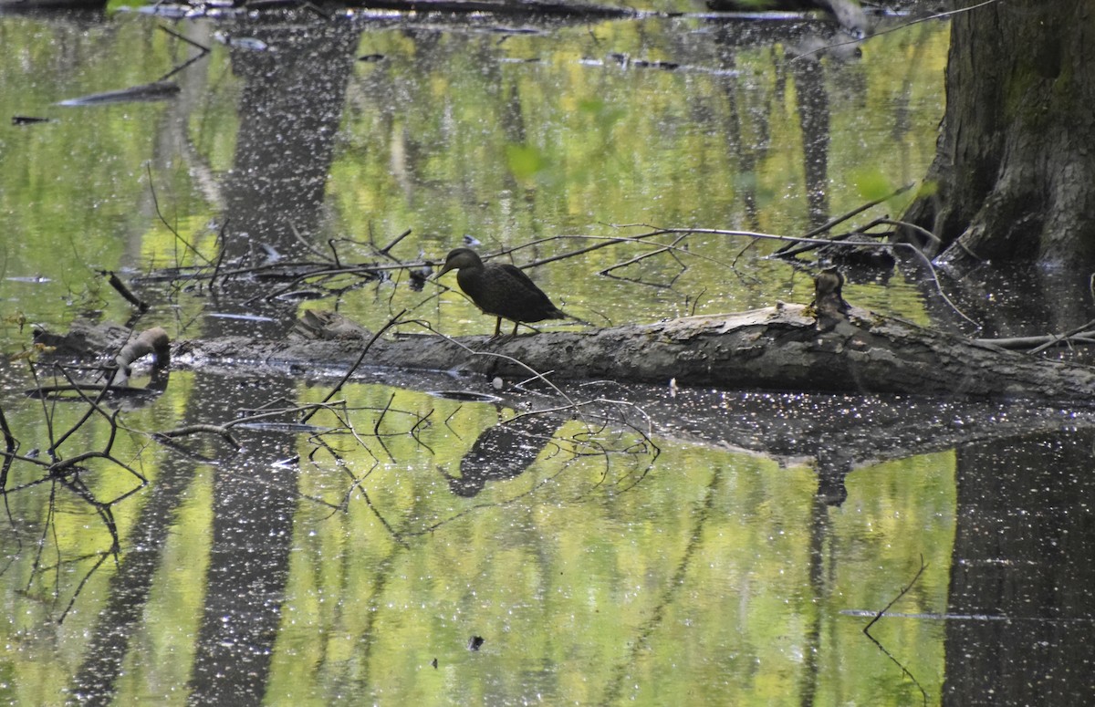 American Black Duck - ML619108481