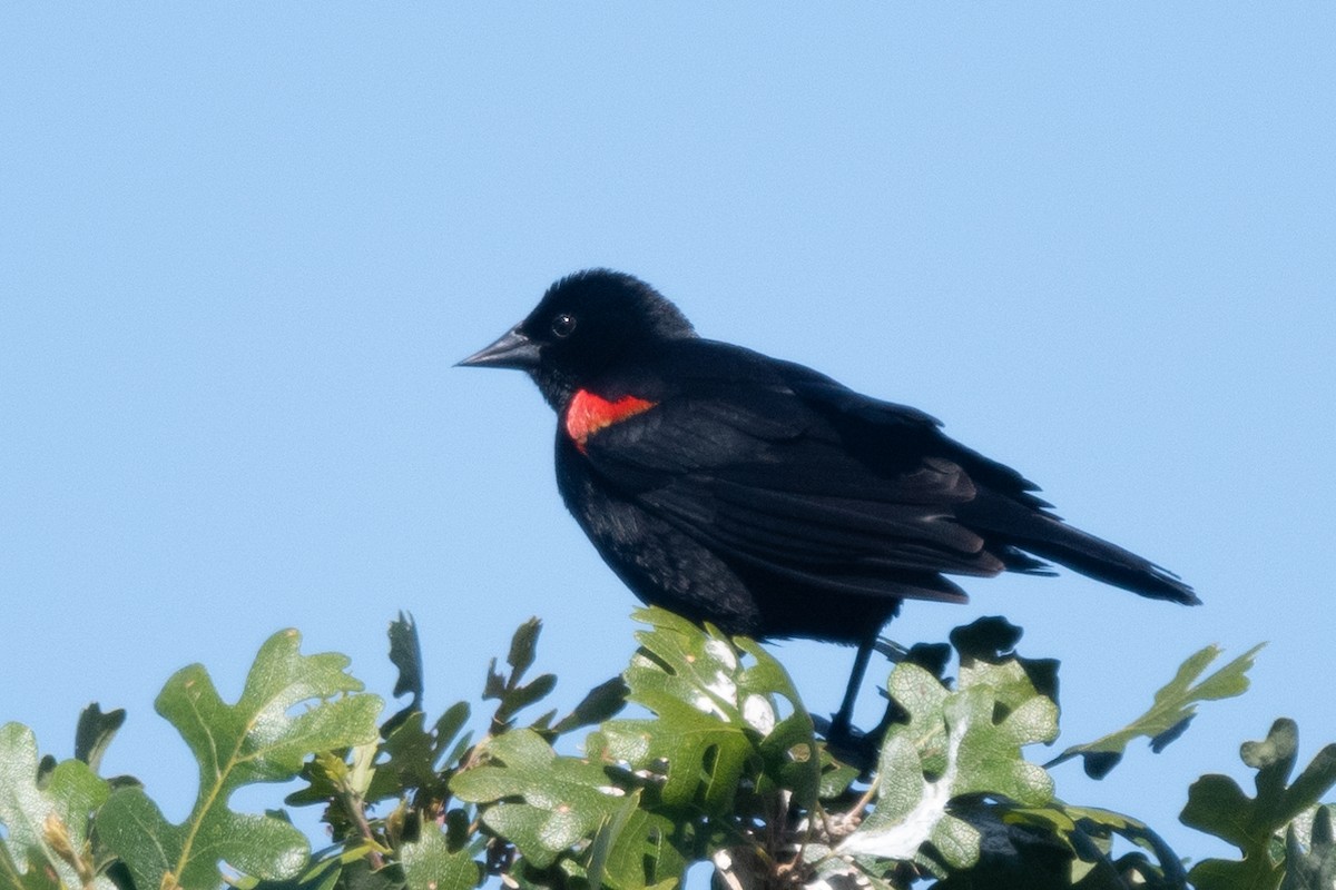 Red-winged Blackbird - Liz West