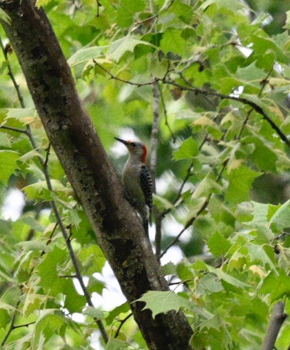 Red-bellied Woodpecker - Frank Wang