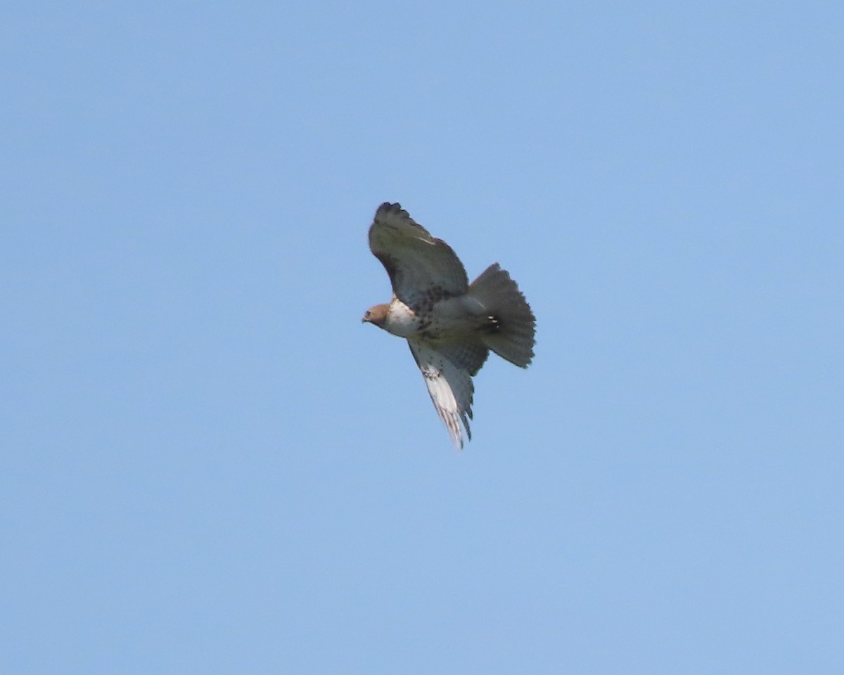 Red-tailed Hawk - Karen Hogan