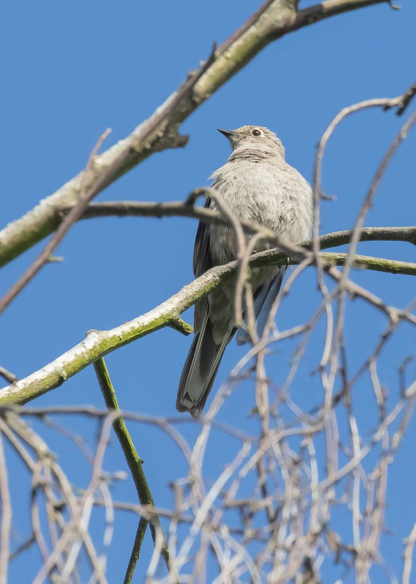 Townsend's Solitaire - Dick Holcomb