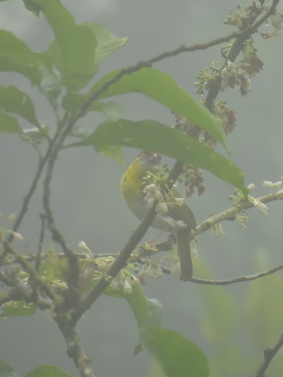 Rufous-browed Peppershrike - Sebastián Vizcarra