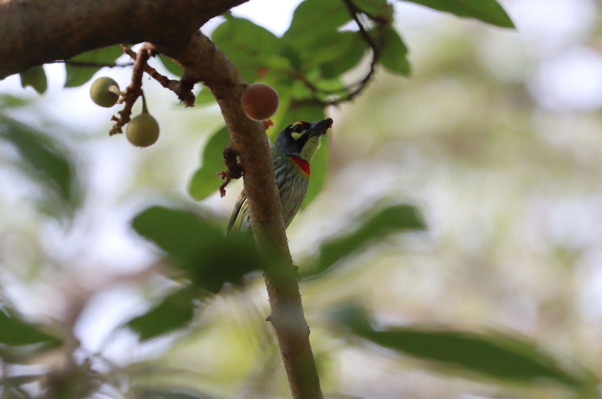 Coppersmith Barbet - Pete Shen
