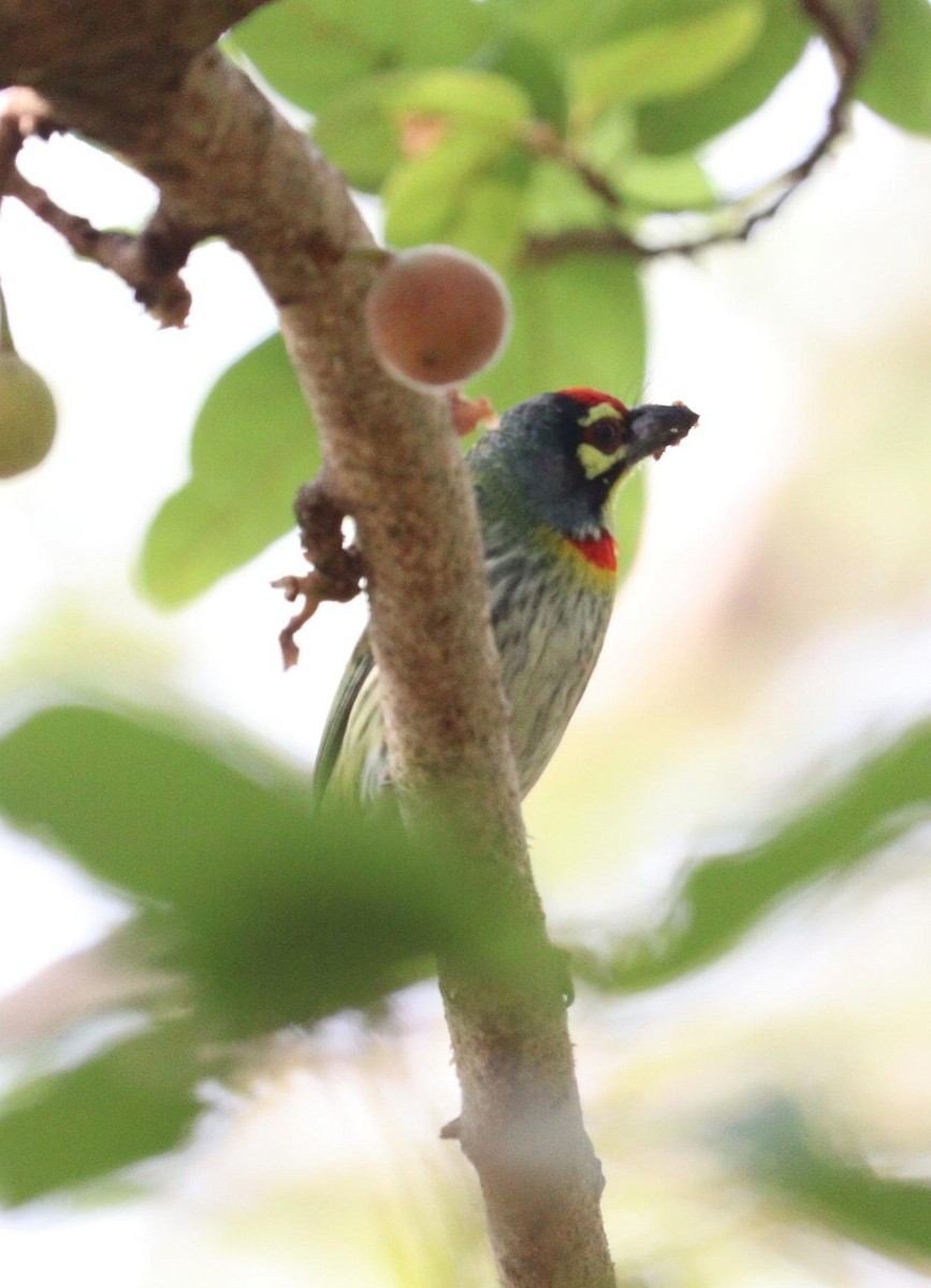 Coppersmith Barbet - Pete Shen