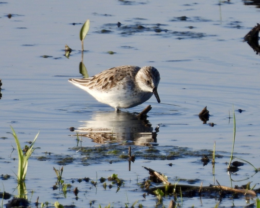 Semipalmated Sandpiper - Jeff Aufmann