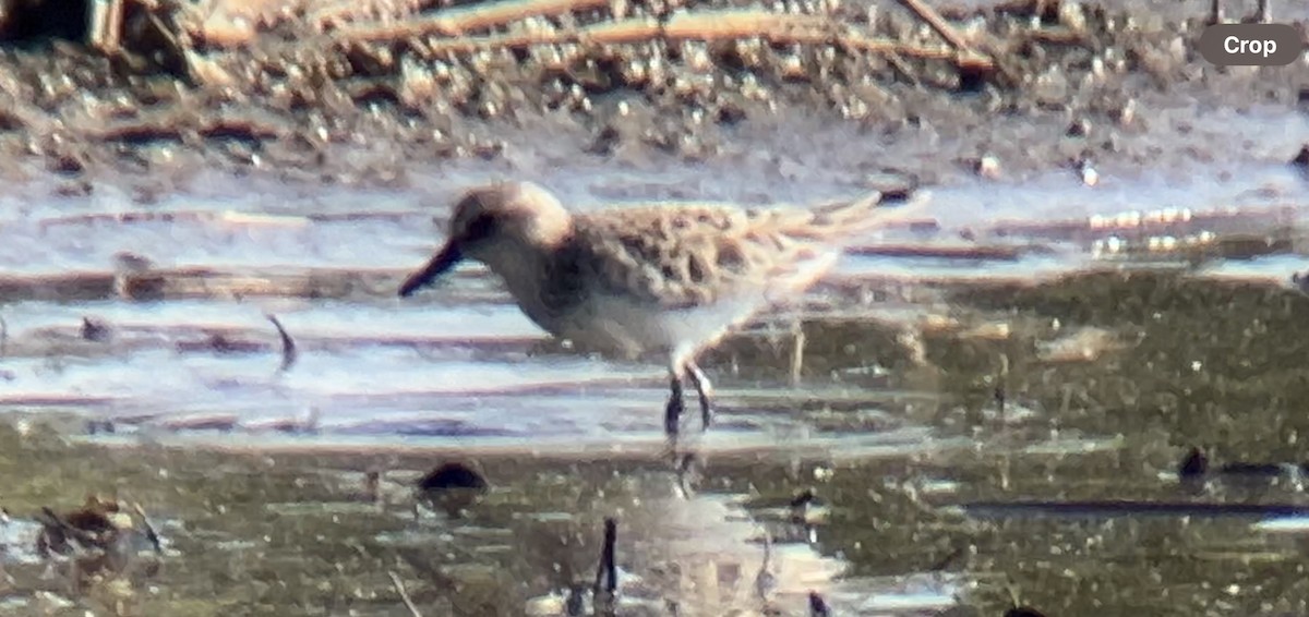 Semipalmated Sandpiper - ML619108523