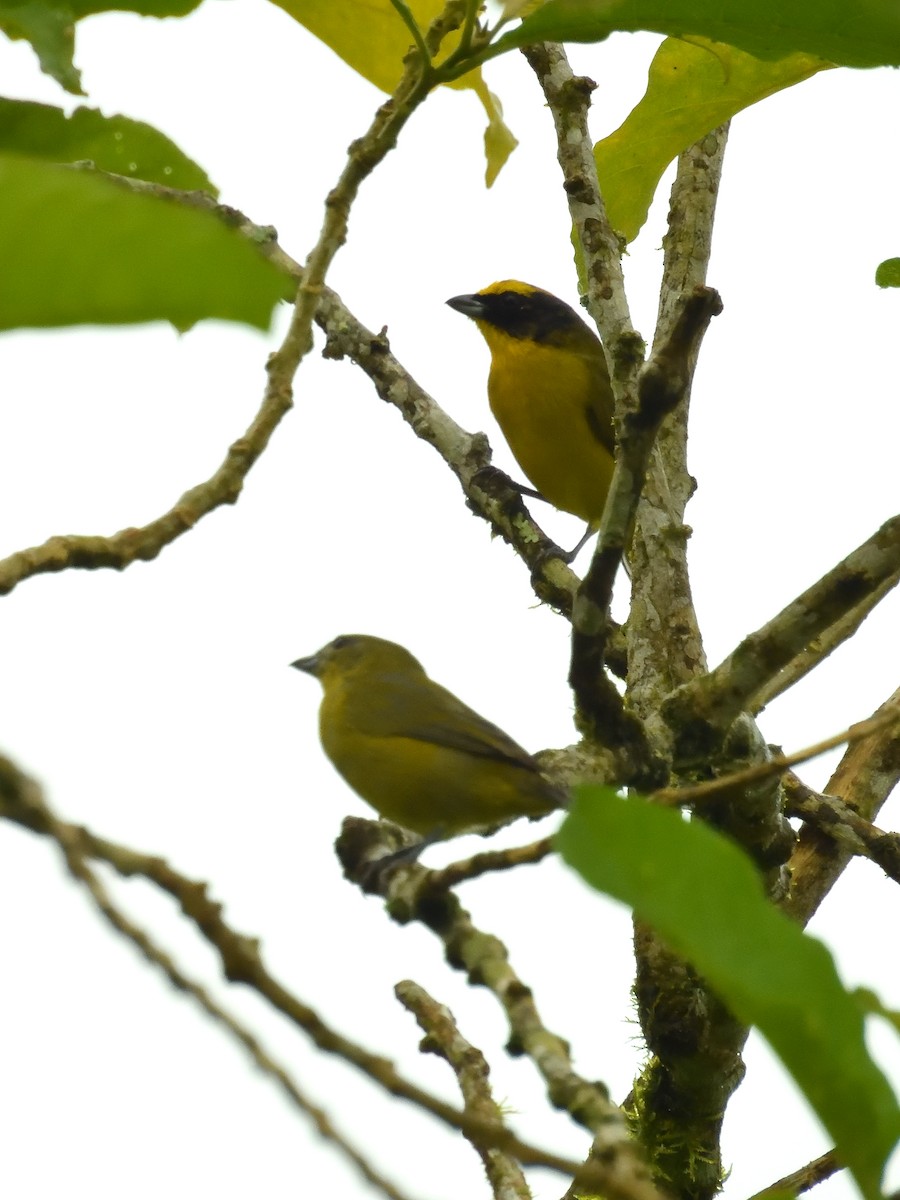 Thick-billed Euphonia - Sebastián Vizcarra