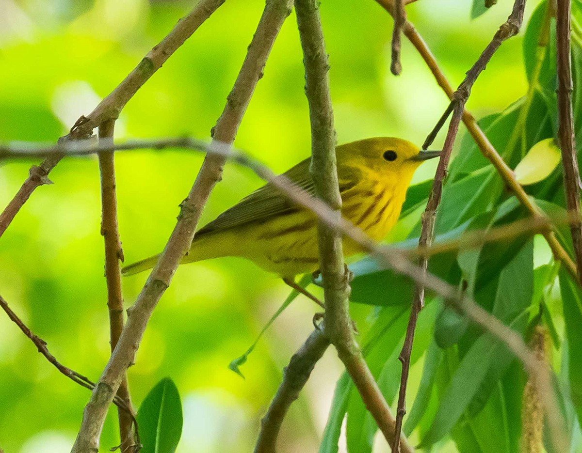 Yellow Warbler - Dick Holcomb