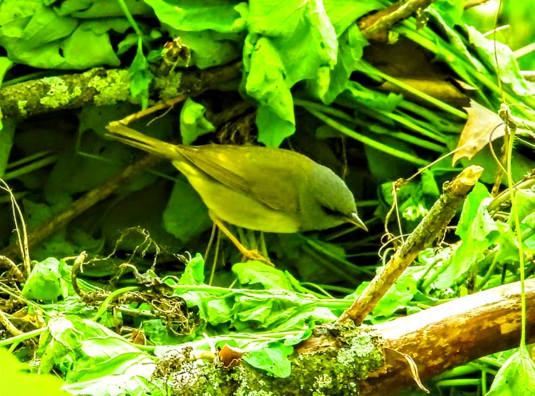 Mourning Warbler - Jay Wriedt