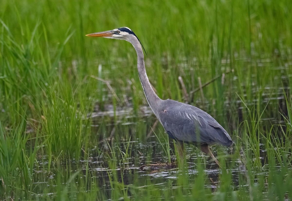 Great Blue Heron - Cynthia Crawford