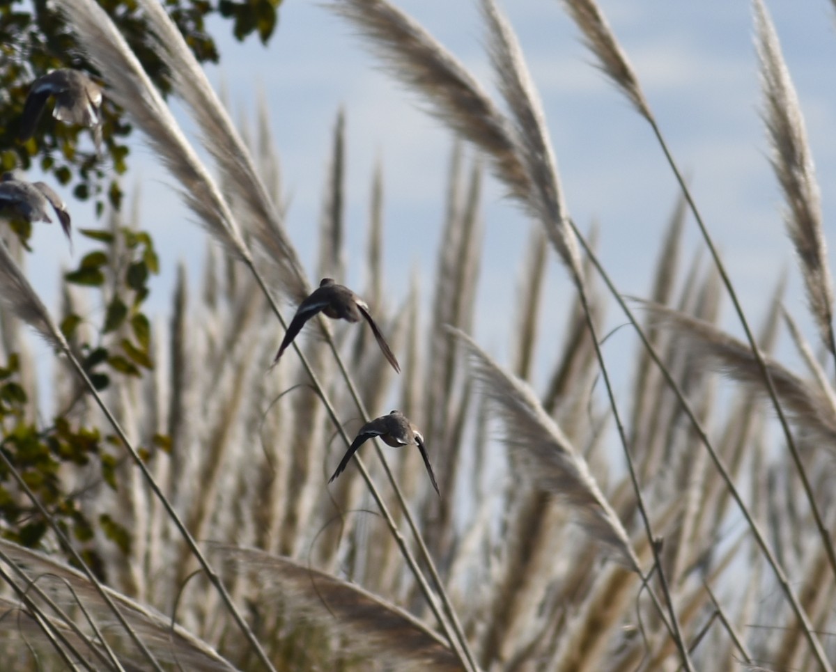 White-banded Mockingbird - Fernanda Ferrari