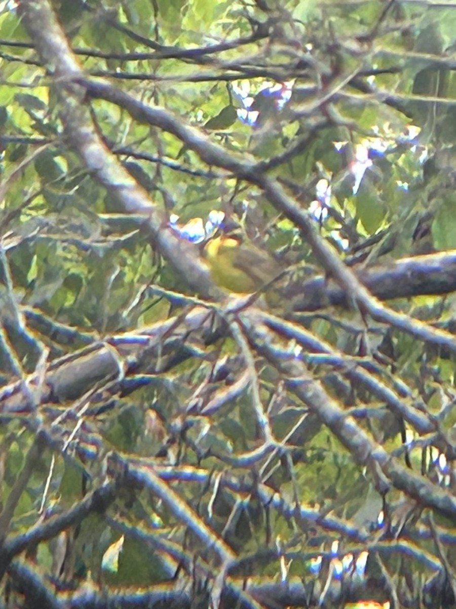 Kentucky Warbler - Jamie Buchanan