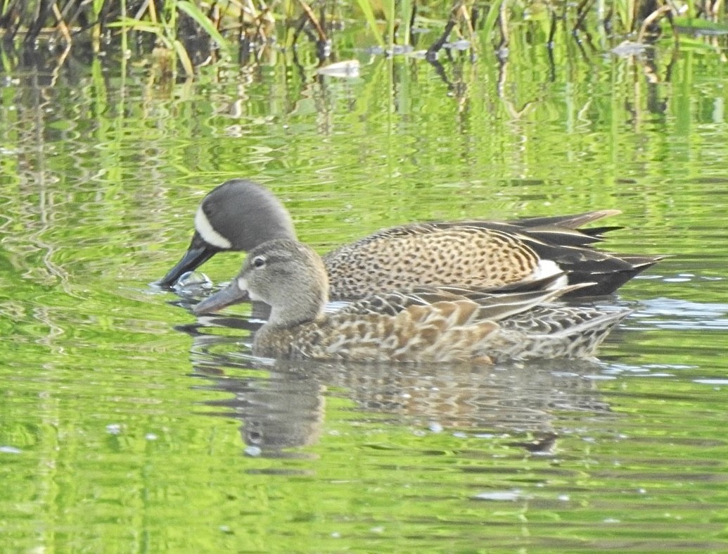 Blue-winged Teal - Krista Kaptein