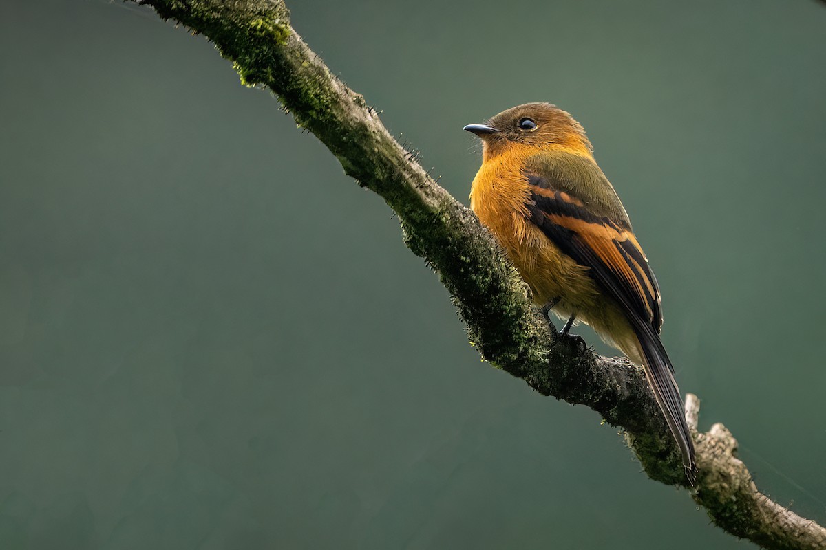 Cinnamon Flycatcher (Andean) - Hanna Zhao